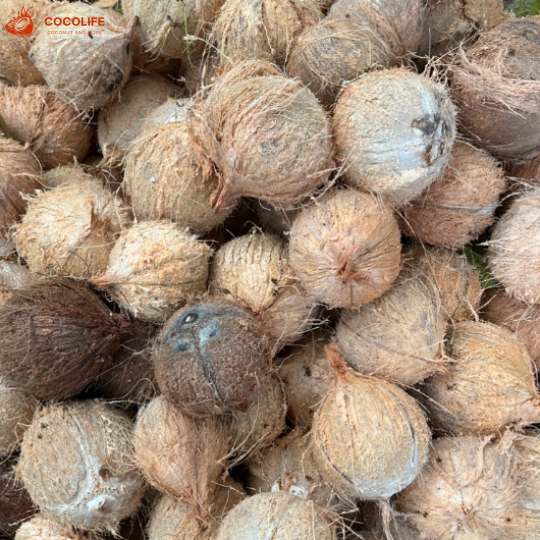 Dried 